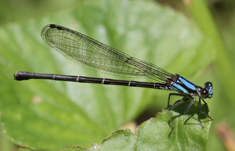 photo of Blue-form female blue-tipped dancer