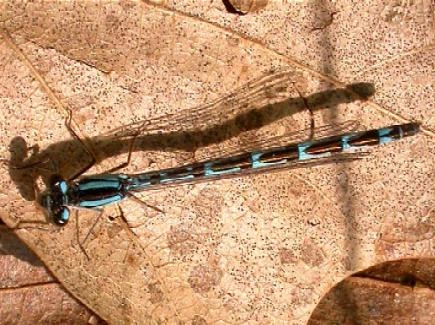 photo of Female boreal bluet