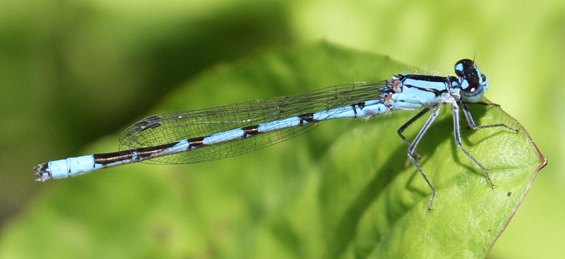 photo of Male boreal bluet
