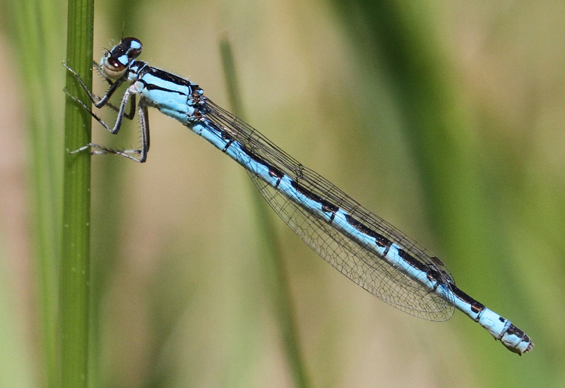 photo of Blue-form female boreal bluet