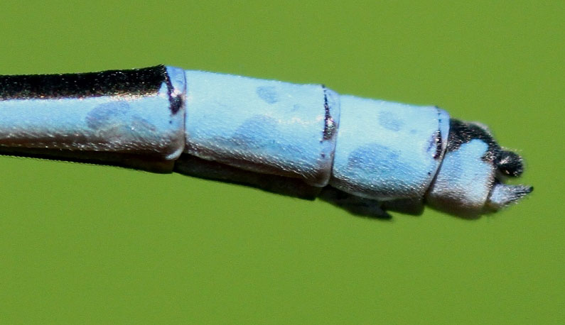 photo of Side view of male boreal bluet cerci