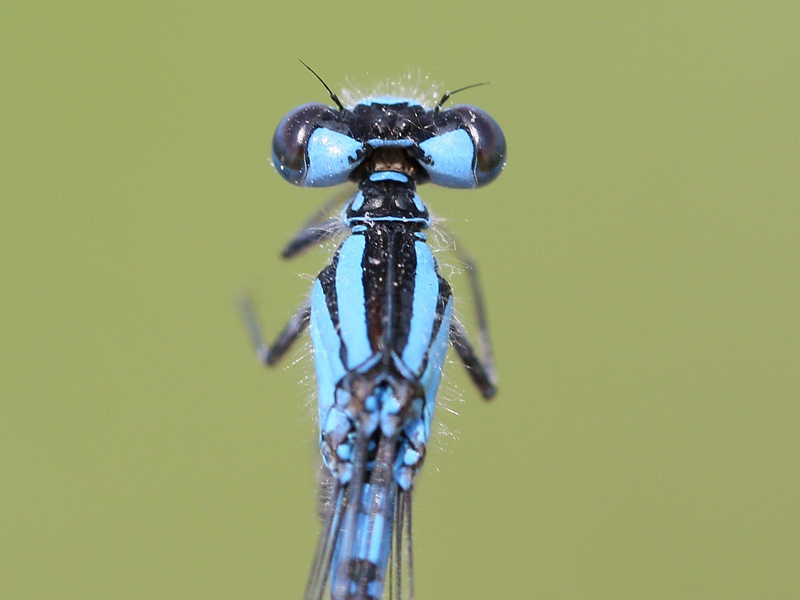 photo of Top view close-up of male boreal bluet thorax