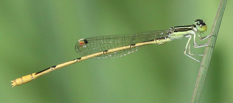 photo of Male citrine forktail