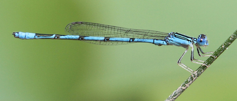 photo of Male double-striped bluet