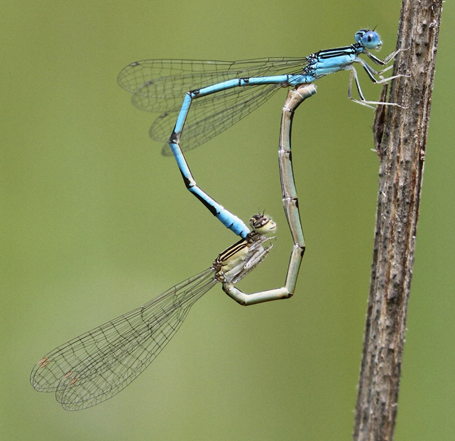 photo of Double-striped bluet pair