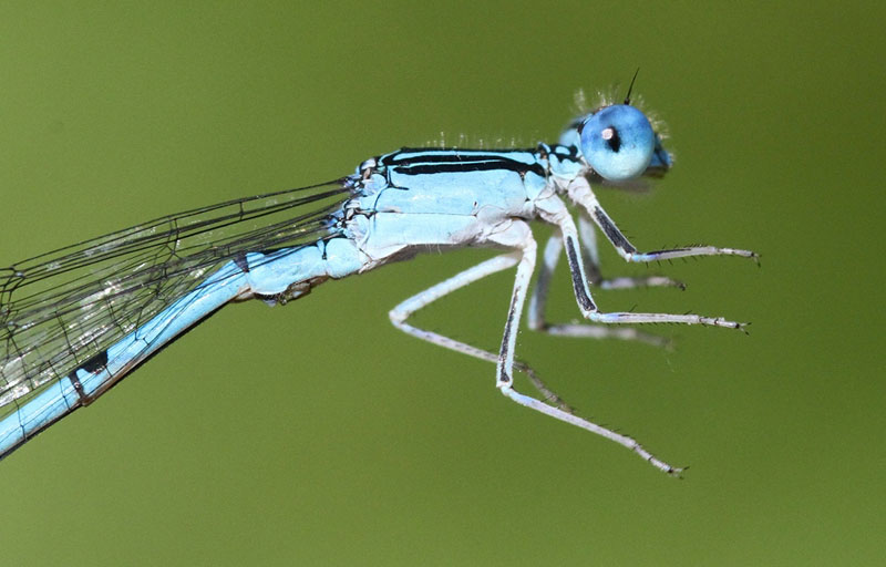 photo of Close-up of male double-striped bluet thorax