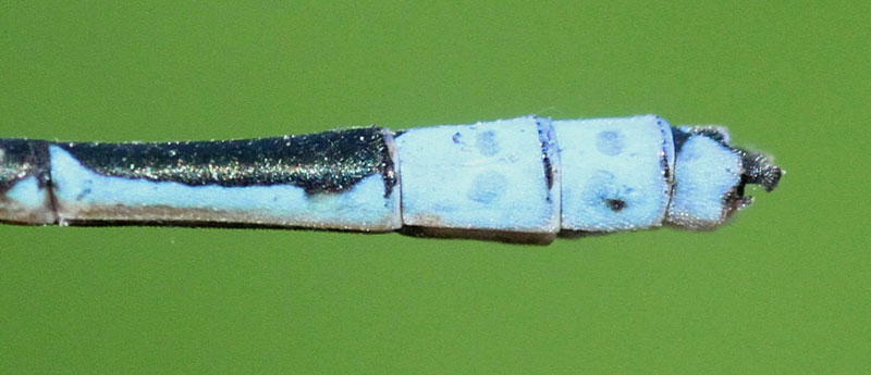 photo of Side view of male double-striped bluet cerci