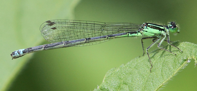 photo of Female eastern forktail with some 'male-like' coloration