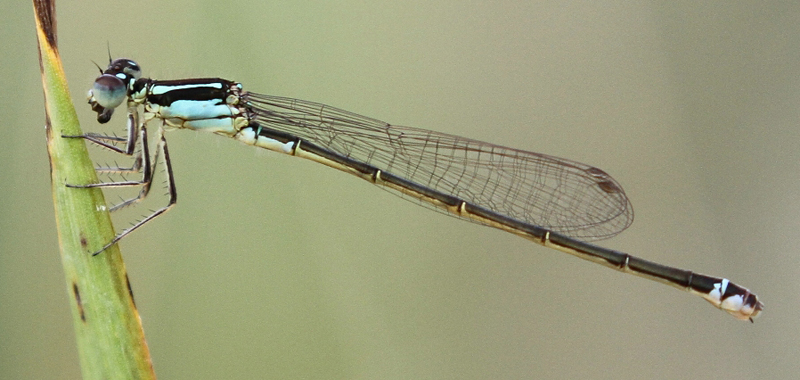 photo of Immature female eastern forktail with some 'male-like' coloration