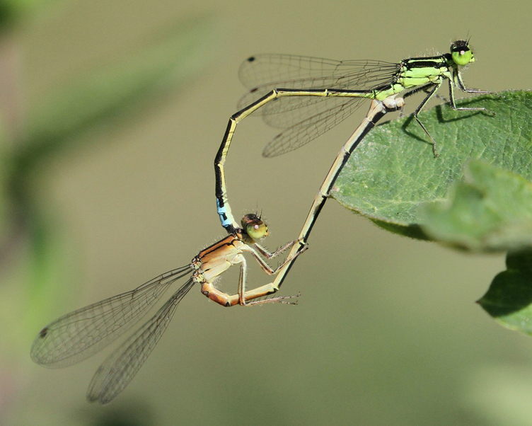 photo of Eastern forktail pair with immature female