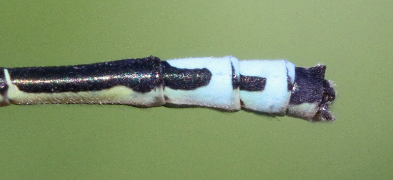 photo of Male eastern foktail abdomen tip showing cercus (upper part of clasper) in side view