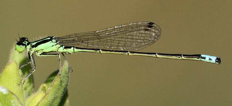 photo of Male eastern forktail