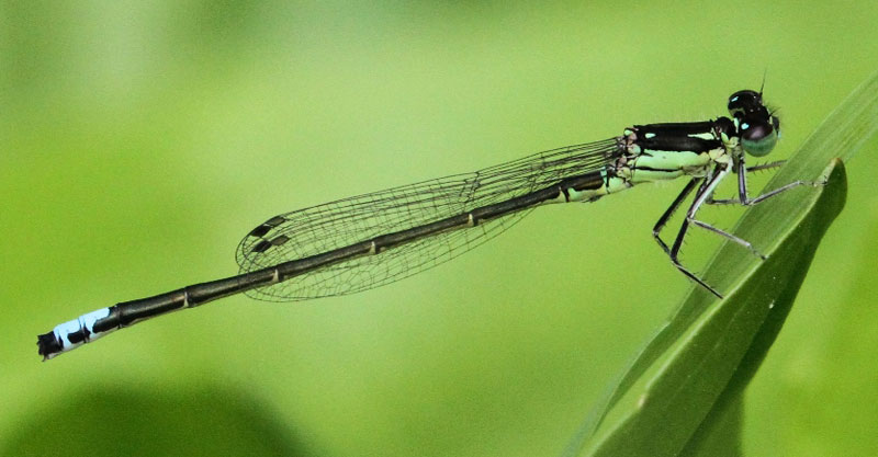 photo of Male eastern forktail with broken thoracic stripe