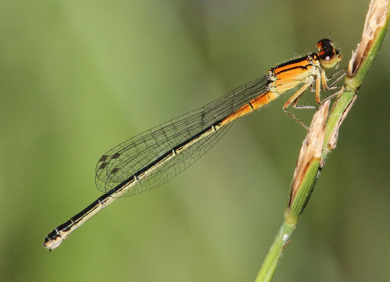photo of Immature female eastern forktail
