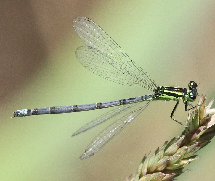 photo of Female eastern forktail with some 'male-like' coloration