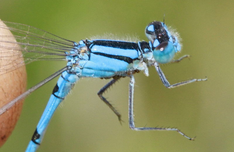 photo of Close-up of male familiar bluet thorax