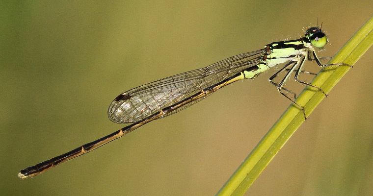 photo of Male fragile forktail