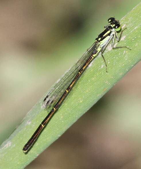 photo of Male fragile forktail