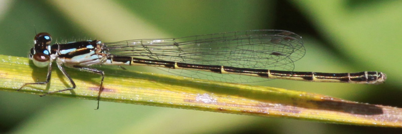photo of Immature female fragile forktail