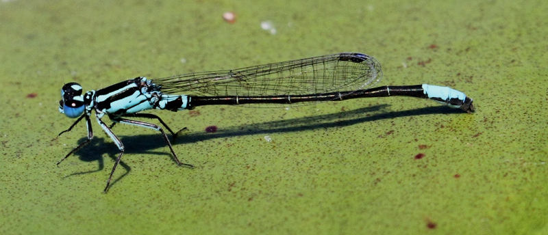 photo of Male lilypad forktail