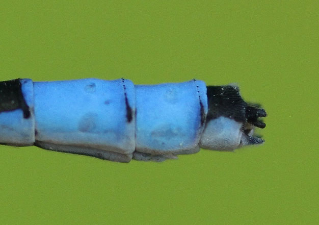 photo of Male marsh bluet abdomen tip showing C-shaped cercus (upper part of clasper) in side view