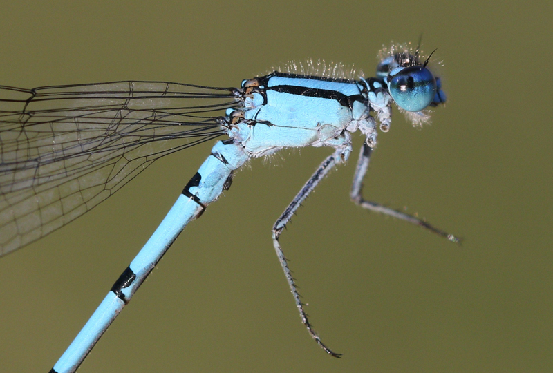 photo of Close-up of male marsh bluet thorax