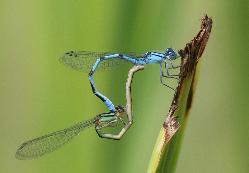 photo of Marsh bluet pair