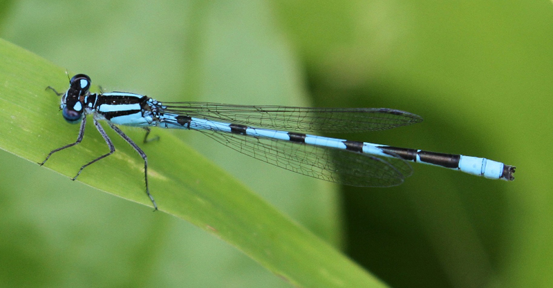 photo of Male marsh bluet