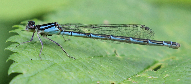 photo of Female blue-form marsh bluet