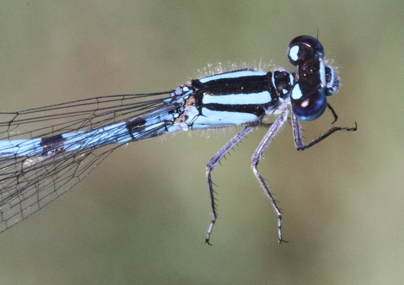 photo of Top view close-up of male marsh bluet thorax