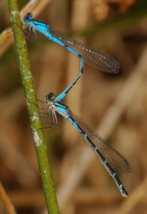 photo of Male and female northern bluet