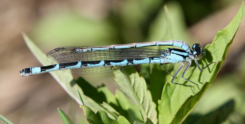 photo of Female northern bluet with severed abdomen of a male still attached