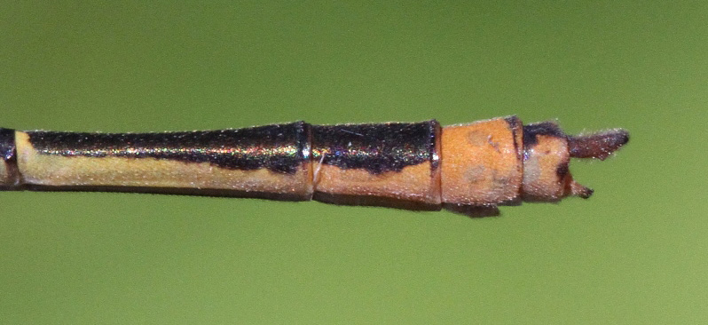 photo of Male orange bluet abdomen tip showing cercus (upper part of clasper) in side view