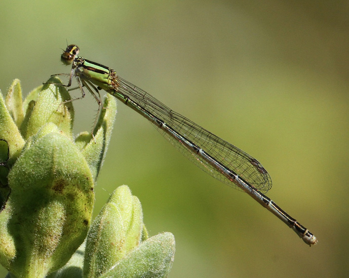 photo of Female orange bluet transitioning from blue- to olive-form