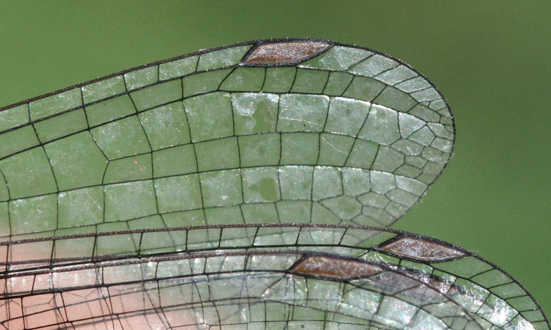 photo of Close-up of female wing tip showing two cells below the stigma