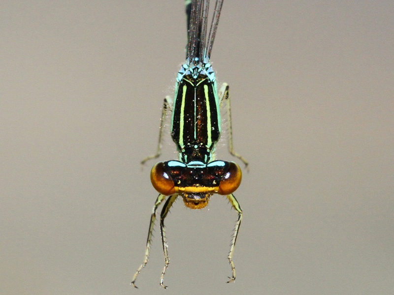 photo of Close-up of male rainbow bluet face