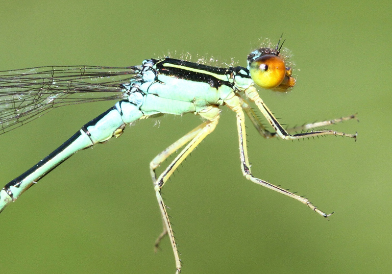 photo of Close-up of male rainbow bluet thorax