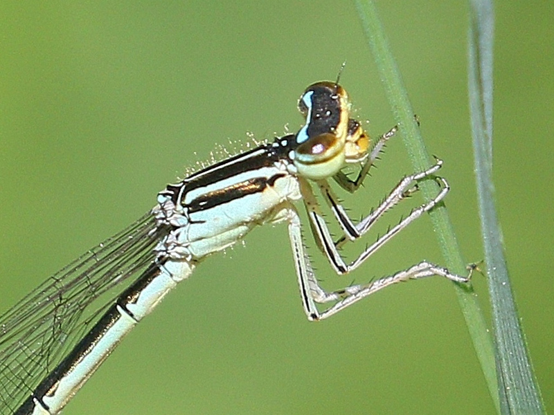 photo of Close-up of female rainbow bluet thorax