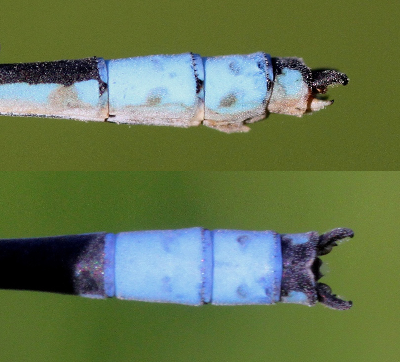 photo of Side (top image) and top view of male river bluet cerci