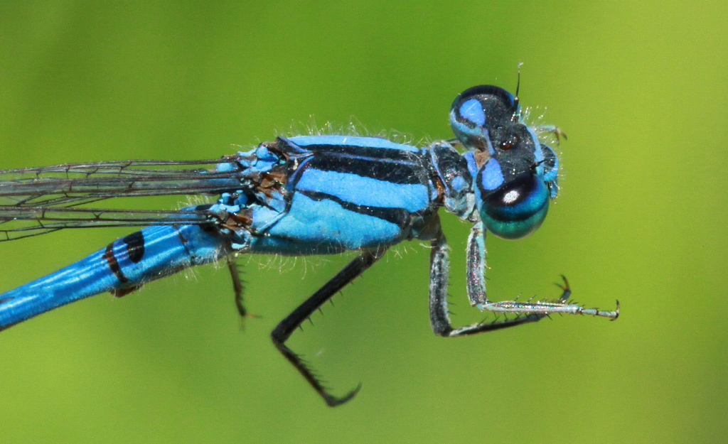 photo of Close-up of male river bluet thorax