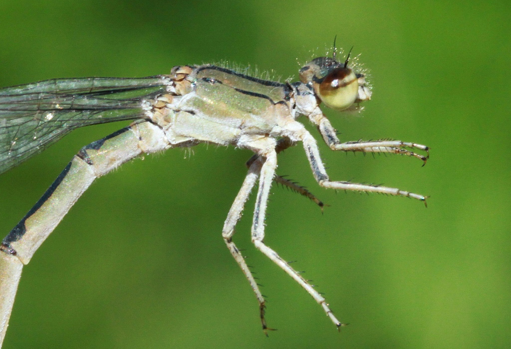 photo of Close-up of female river bluet thorax