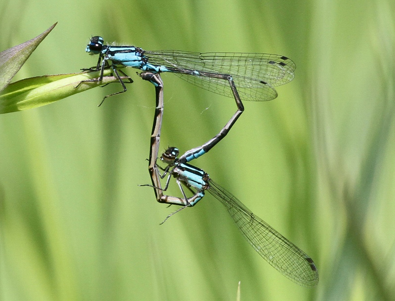 photo of Skimming bluet pair