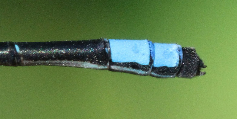 photo of Male skimming bluet abdomen tip showing cercus (upper part of clasper) in side view