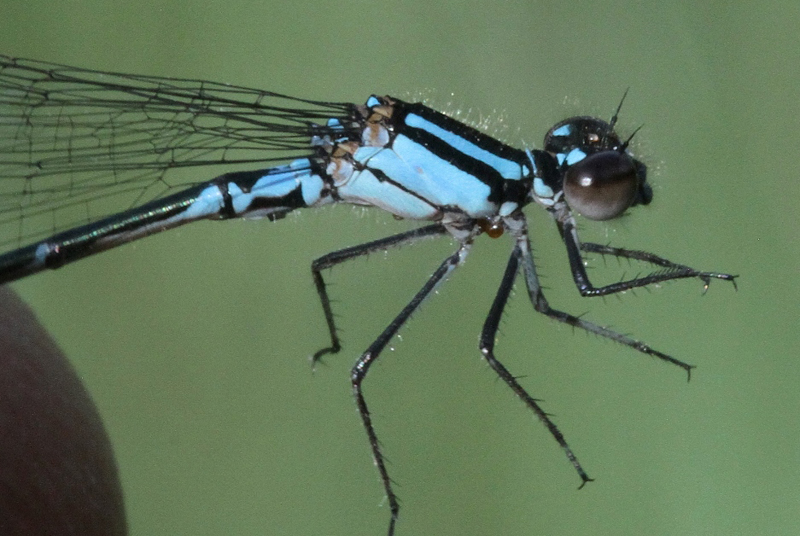 photo of Close-up of male skimming bluet thorax