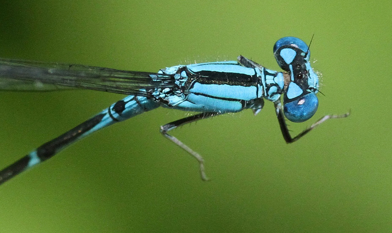 photo of Top view of male slender bluet thorax