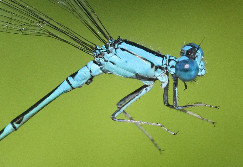 photo of Close-up of male slender bluet thorax