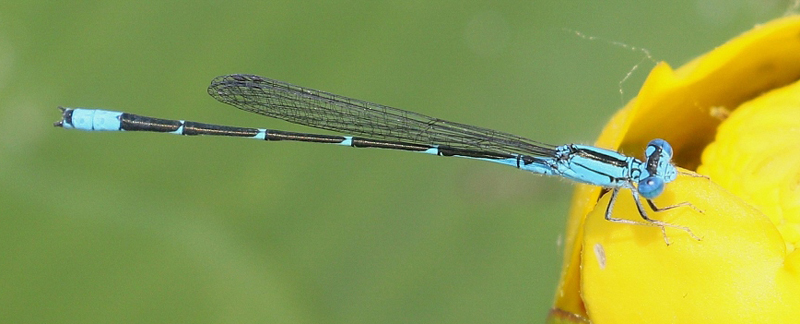 photo of Male slender bluet