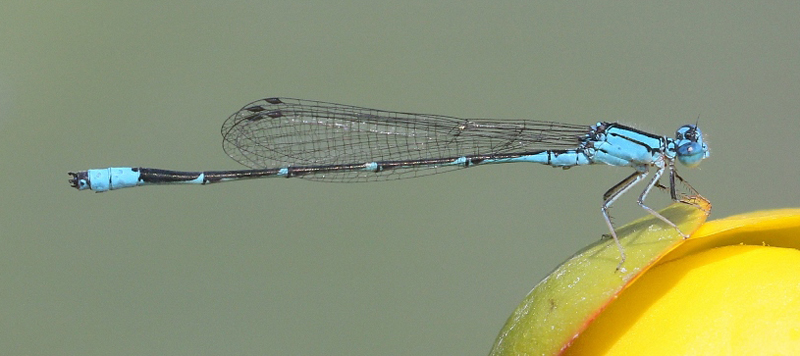 photo of Male slender bluet