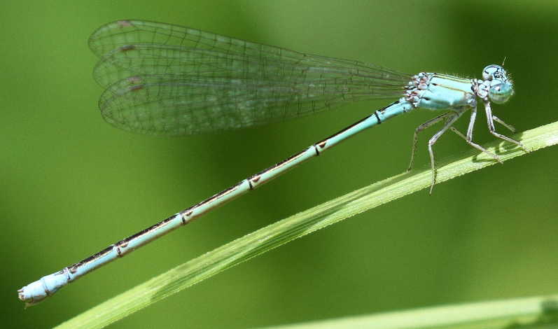 photo of Female slender bluet
