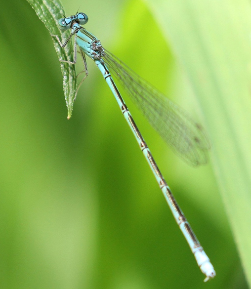 photo of Female slender bluet